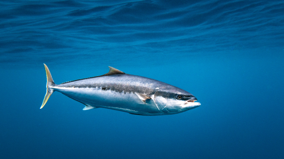 Bacterial testing with BactiQuant: A game-changer for fish hatchery health and efficiency