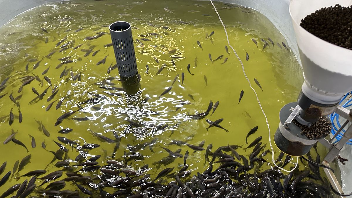 How Nordic Kingfish Hatchery transformed aquaculture with BactiQuant - an interview