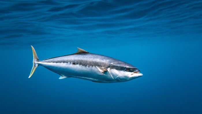 Optimizing fish health with BactiQuant's technology: Nordic Kingfish a hatchery success story